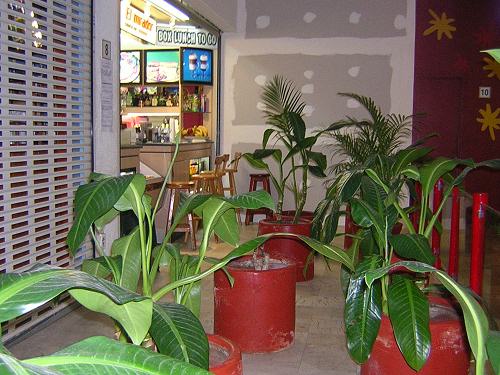 plants blocking access to restaurant El Mirador