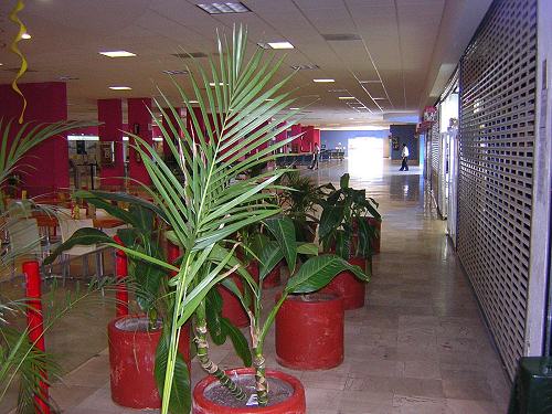 plants blocking access to restaurant El Mirador