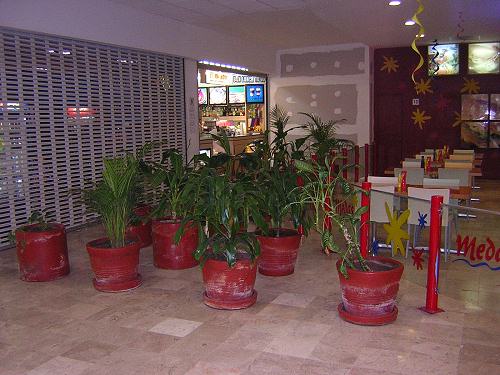 plants blocking access to restaurant El Mirador