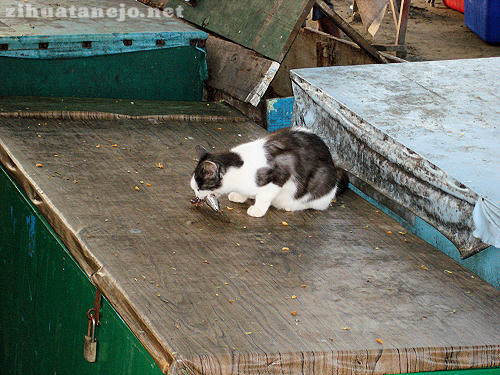 Gato en el mercado de pescadores Gato en el mercado de pescadores
