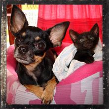 Perrita y gatito